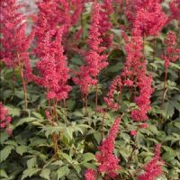 Astilbe arendsii ‘Fanal’ Rood