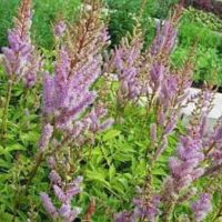 Astilbe chinensis ‘Pumila’