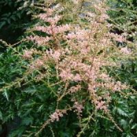 Astilbe simplicifolia ‘Sprite’ Rose