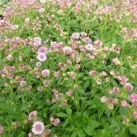 Astrantia major ‘Pink Pride’ Rose
