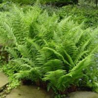 Athyrium filix-femina Wijfjesvaren
