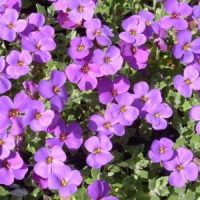 Aubrieta Hamburger Stadtpark’ Blauwpaars