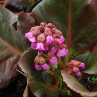 Bergenia ‘Bartok’ Rose