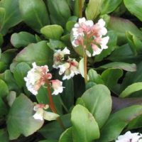 Bergenia ‘Bressingham White’ Wit
