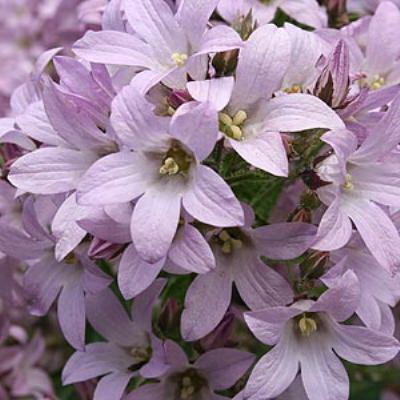 Campanula lactiflora ‘Loddon Anna’ Rose