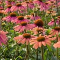 Echinacea ‘Summer Coctail’
