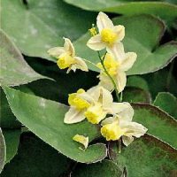 Epimedium versicolor ‘ Sulpurpureum’