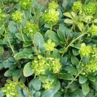 Euphorbia amygdaloides ‘Robbiae’