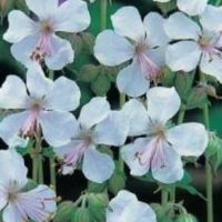 Geranium cantabrigiense ‘Biokovo’
