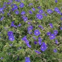 Geranium ‘Brookside’ Blauwpaars