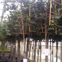lei Ilex Nellie Stevens stam 180 rek 120×120 cm totaal 350 cm hoog pot gekweekt