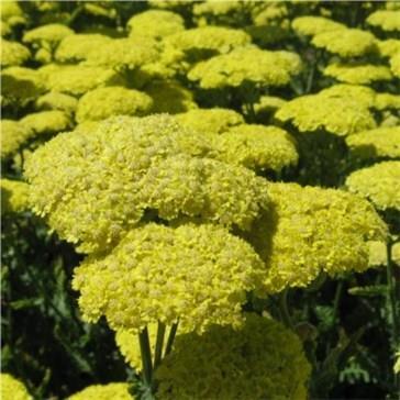 Achillea Taygetea
