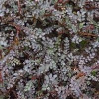 Acaena “Blue Haze”