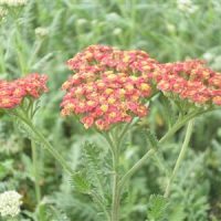 Achillea  Walther Funcke
