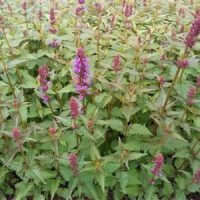 Agastache  Purple Haze