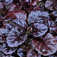 Ajuga rep. Black Scallop