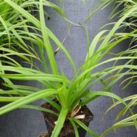 Carex foliosissima ‘Irish Green’