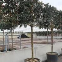 lei Magnolia Grandiflora 300-400 cm hoog pot gekweekt