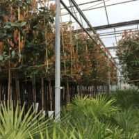 Wintergroene Lei Bomen