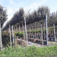 lei steeneik quercus ilex stam 200 cm rek 120×120 cm totaal 350 cm in pot  10-12 omtrek
