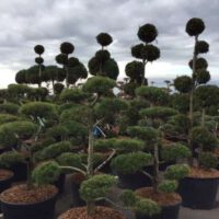 Bonsai / Exclusive