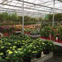 Vaste Planten