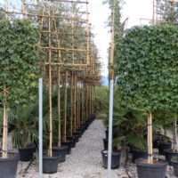 Bladverliezende Lei Bomen