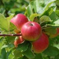 Fruitbomen / Fruitstruiken