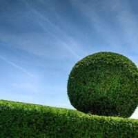 Haagplanten