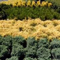 Abies koreana ‘Kohout’s Ice Breaker’