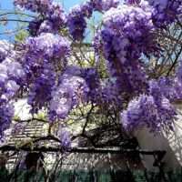Clematis ‘Etoile violette’