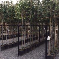 Wintergroene of bladverliezende leibomen uit Limburg
