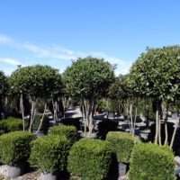 Acer ” Aconitifolium”