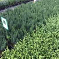 Buxus vervangers