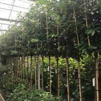 Lei Prunus ‘Novita’ pot gekweekt, 12-14 stamomtrek, 170 cm stamhoogte, rek 120×120