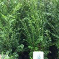 Taxus baccata kluit 100-120