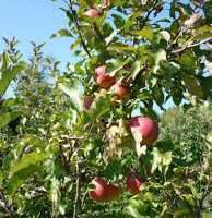 Zuilvormige appelbomen