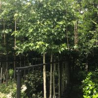 lei liquidambar stamomtrek 13-15 stamhoogte 200cm rek 120×120 cm totaal 350 cm hoog in pot